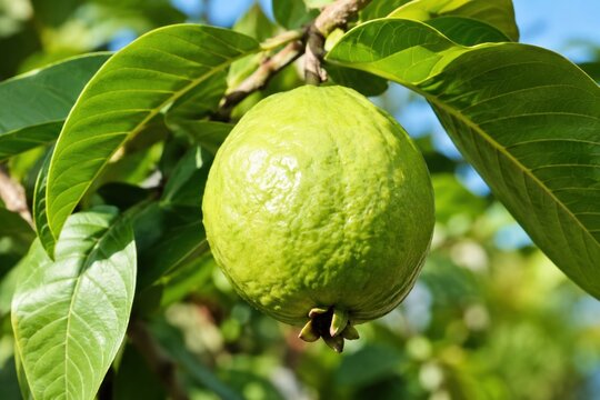Fresh unripe green guava fruit hanging on lush tropical tree branch with vibrant foliage, close-up natural lighting, healthy organic produce concept