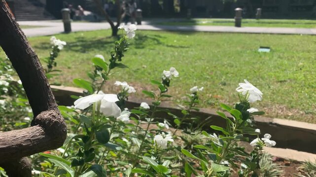 White flowers blooming in sunny green park garden background. Natural sunlight, peaceful outdoor environment