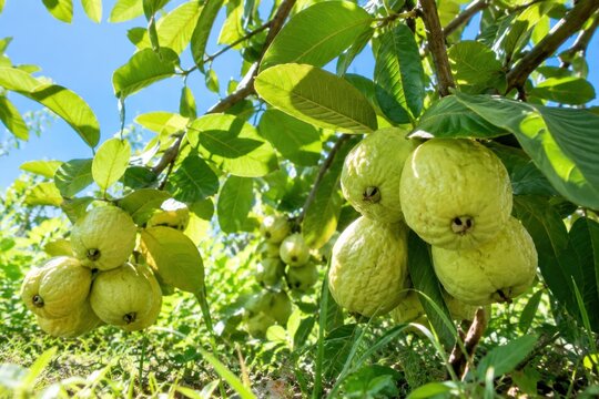 Fresh ripe guava fruits hanging on lush green tropical tree branches under bright sunny sky, vibrant healthy harvest close-up