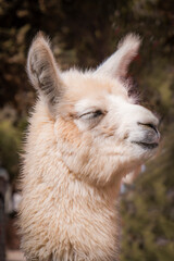 Fototapeta premium Close-up portrait of a fluffy white alpaca llama with eyes closed and peaceful expression, smiling. Cute farm animal in nature, serene and calm concept, side profile view.