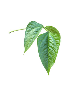 Isolated yardlong bean leaf with clipping paths.