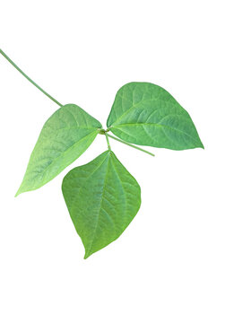 Isolated yardlong bean leaf with clipping paths.