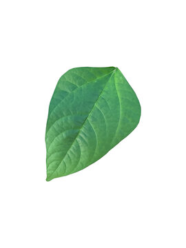 Isolated yardlong bean leaf with clipping paths.