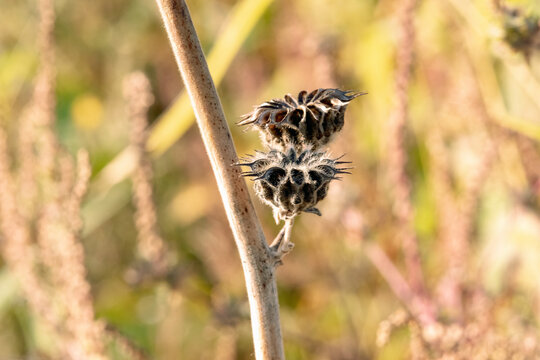 seed heads afternoon soft focus background