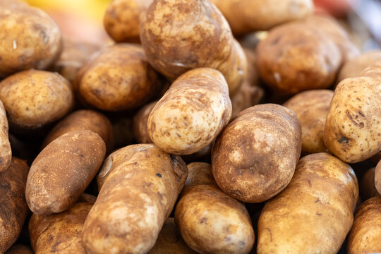 Multiple white, medium-sized tuber potatoes in a grocery bin for sale. The harvested root vegetables have been cleaned for baking. The long, tubular potatoes are edible and have a thin tan skin. 