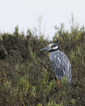 Adult yellow-crowned night heron standing among pickleweed in a salt marsh