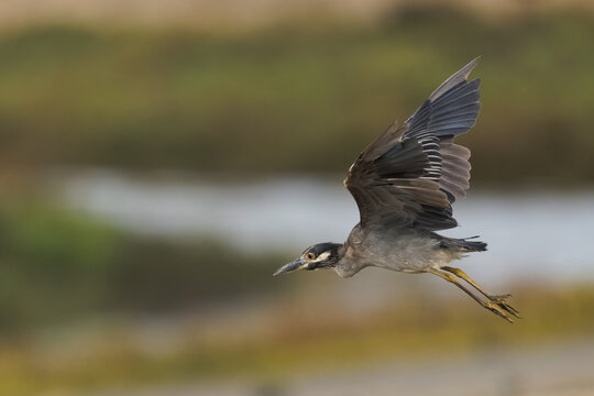 Yellow-crowned night heron flying low over a coastal salt marsh