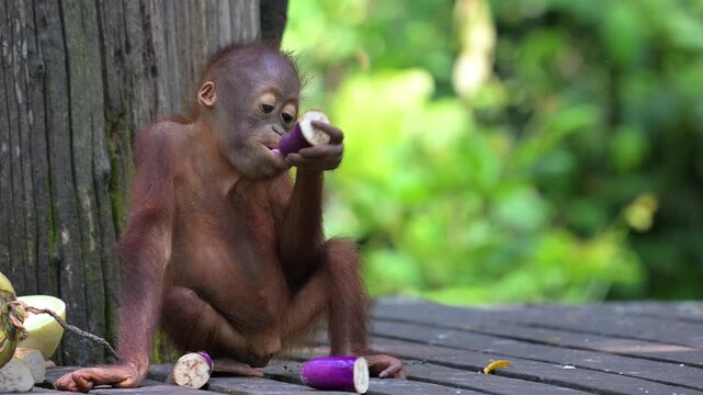 Baby orangutan, feeding in Sepilok, Sabah, Borneo.