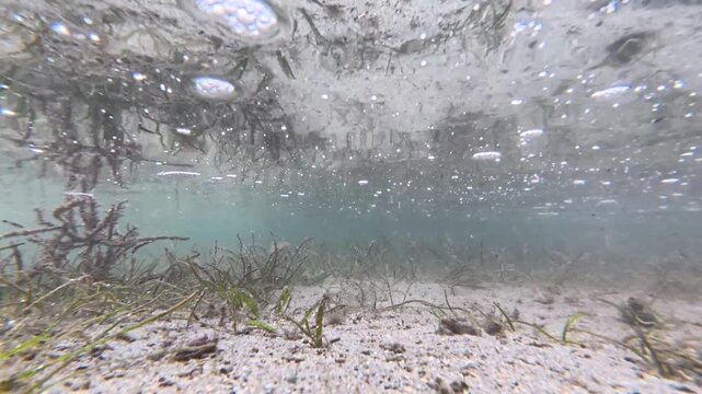 Underwater scene in seagrass environment of Squaretail mullet and yellow eyed mullet fish feeding at low tide in tropical ocean waters of Coral Coast Fiji, South Pacific