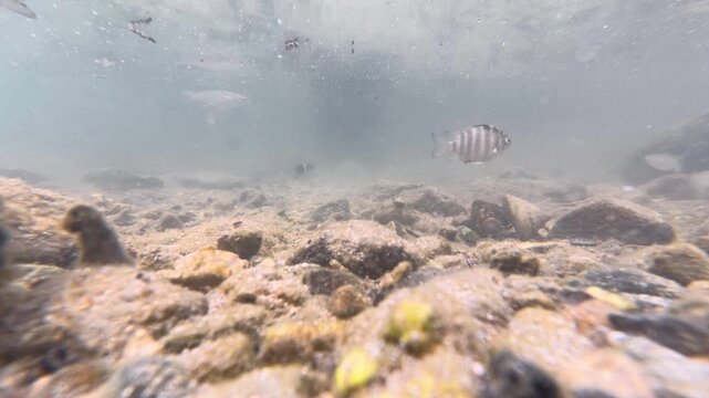 Banded sergeant tropical fish, mullet, and hermit crabs in shells in shallow low tide ocean water on Coral Coast in Fiji, South Pacific