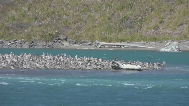 Shorebirds gather closely along the shore as harbor seals swim in with the waves at Jenner Beach, California.