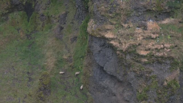 Three sheep graze on a grassy cliffside ledge in Mulagljufur canyon, South Iceland, while gulls roost nearby on the rock face.