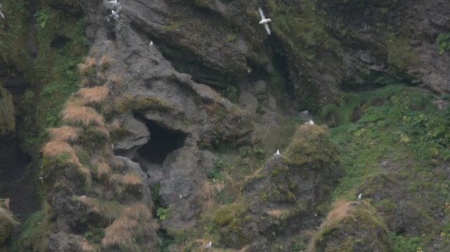 A group of gulls perches along the steep cliffside of Mulagljufur canyon in South Iceland.