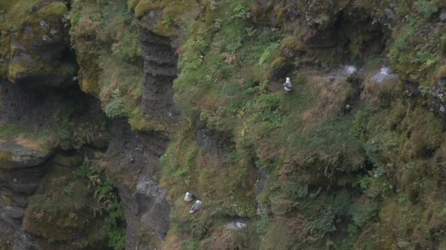 Gulls perch along steep rock ledges in Mulagljufur canyon, South Iceland.