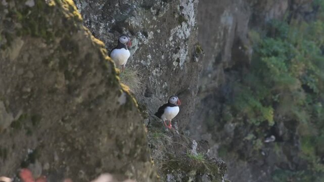 A pair of Atlantic puffins rest on a rocky sea cliff at Dyrholaey on Iceland's south coast.