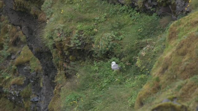 A single gull roosts on a rocky ledge along the cliffside of Mulagljufur canyon in South Iceland.