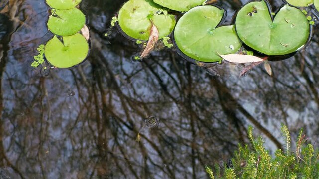 Green Lily Pads Floating on Pond Water with a frog