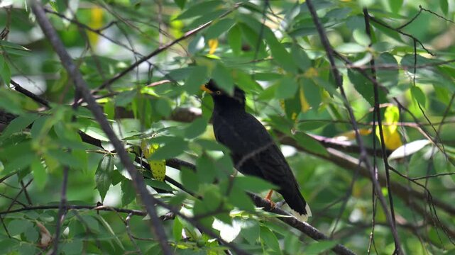 Javan Mynah in Sandakan, Sabah, Borneo.