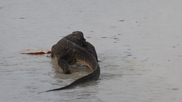 Water monitor, enetering the South China Sea, Gaya ISland, Borneo.