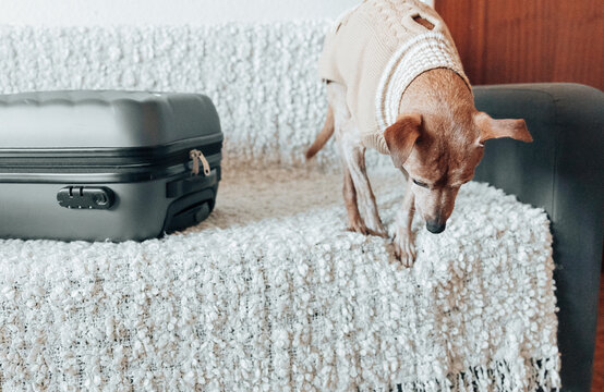 Portrait of a dog in a beige sweater jumping off a sofa with a suitcase.