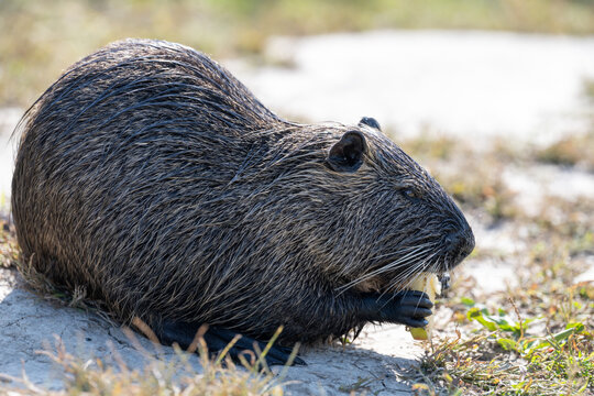 Nutria coypu eating piece of food on ground bank near river water in wild nature environment close up