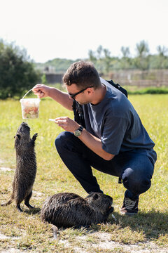 Man feeding wild nutria coypu rodents from plastic bucket with fruit slice in nature park outdoor backyard close up