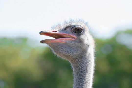 Ostrich bird head with open beak looking away with blurred green nature tree background outdoor close up