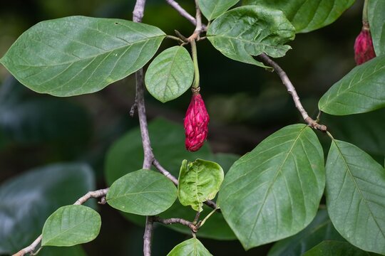 Close up of bright pink cone like fruit aggregate hanging on a leafy green branch of Magnolia sieboldii tree in a botanical garden in late summer.