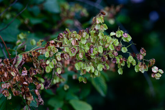 Close up of Tripterygium wilfordii or thunder god vine three winged fruits hanging on a branch in a wild forest of the Russian Far East in autumn.