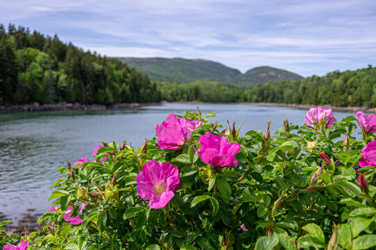 Bright pink beach roses bloom beside a peaceful pond surrounded by forested mountains near Bar Harbor, Maine.