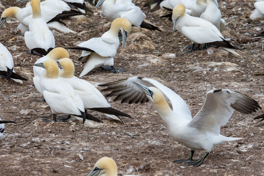 Quebec, Canada, 15 July 2026 : Northern Gannets gather in a colony, with one bird stretching its wings amidst the group.