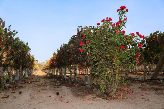 Red Roses at the End of Vineyard Rows