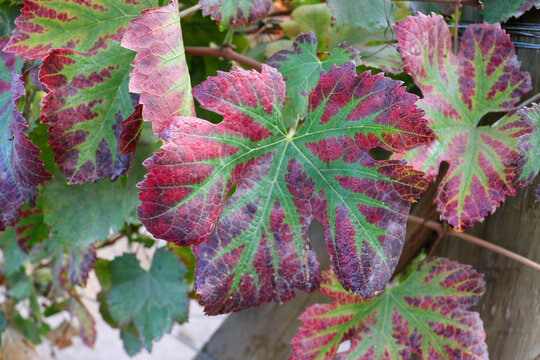 Colorful Autumn Grapevine Leaves