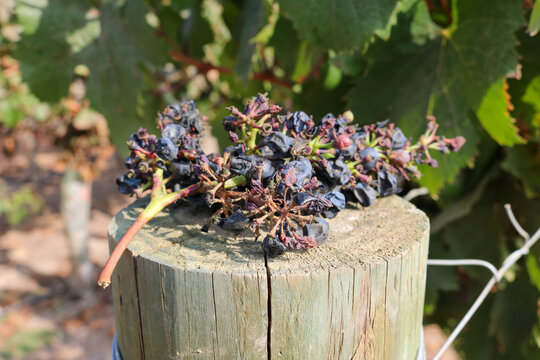 Harvested Grapes on a Wooden Post