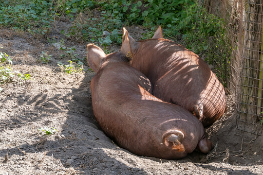 Two Cute Light Brown Colored Pigs Snuggled Together on Dirt