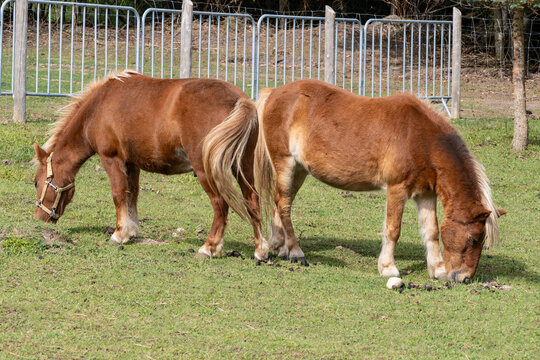 Two Cute Ponies Grazing in a Field on the Farm