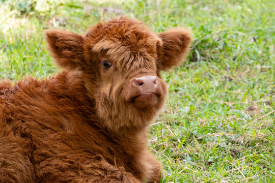 Close-up of a Cute Highland Cow's Calf