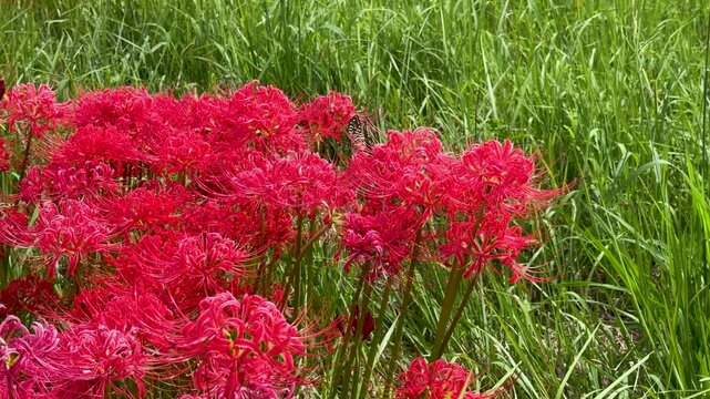 red spider lily and butterfly in the field