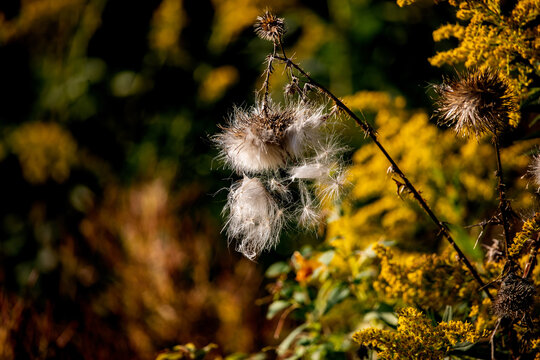 Fluffy Wild Thistle Seed Head in Golden Autumn Meadow Background