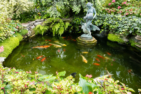 An Indoor Pond Filled with Colorful Koi and Surrounded by Plant and Flowers,  a Nude Statue of a Woman Pouring Water from a Jar into the Pond