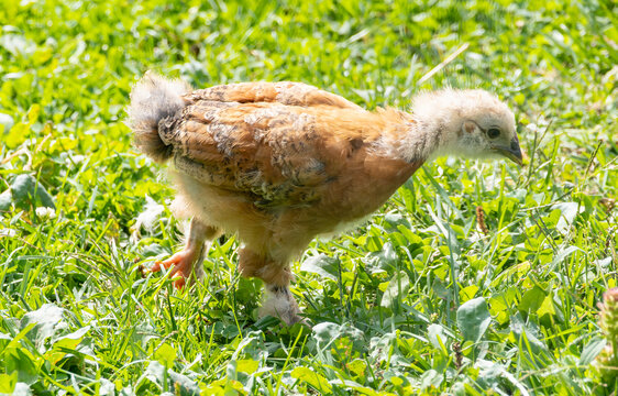 Close-up of A Cute Little Chick Looking for food on a Patch of Green Grass