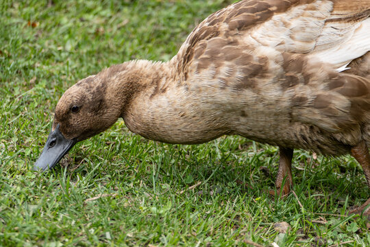 Close-up of a Khaki Campbell Duck Feeding on a Farm
