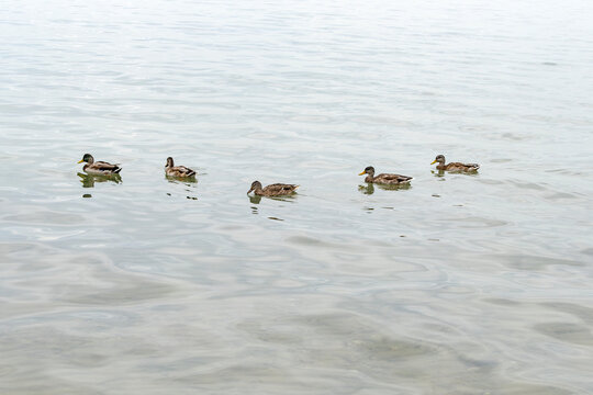 Mallard Ducks Floating on Lake Ontario on a Cloudy Day