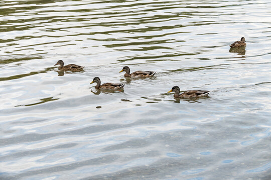 Mallard Ducks Floating on Lake Ontario on a Cloudy Day