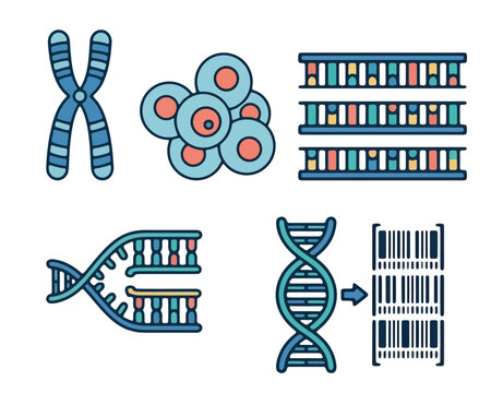 Genetics and DNA set with chromosome, cells, nucleotide sequences, replication fork, and barcode DNA analysis vector illustration
