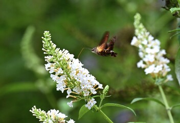 Macroglossum pyrrhosticta (Hoshi-houjaku ).Lepidoptera Sphingidae Moth. The . hovers over flowers to drink nectar with its long proboscis, just like a hummingbird. © tamu