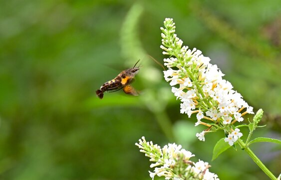 Macroglossum pyrrhosticta (Hoshi-houjaku ).Lepidoptera Sphingidae Moth. The . hovers over flowers to drink nectar with its long proboscis, just like a hummingbird.