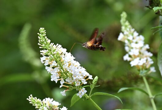 Macroglossum pyrrhosticta (Hoshi-houjaku ).Lepidoptera Sphingidae Moth. The . hovers over flowers to drink nectar with its long proboscis, just like a hummingbird.