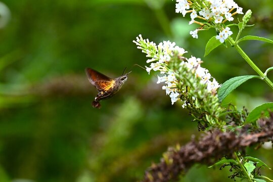 Macroglossum pyrrhosticta (Hoshi-houjaku ).Lepidoptera Sphingidae Moth. The . hovers over flowers to drink nectar with its long proboscis, just like a hummingbird.