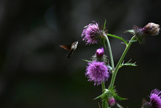 Macroglossum pyrrhosticta (Hoshi-houjaku ).Lepidoptera Sphingidae Moth. The . hovers over flowers to drink nectar with its long proboscis, just like a hummingbird.